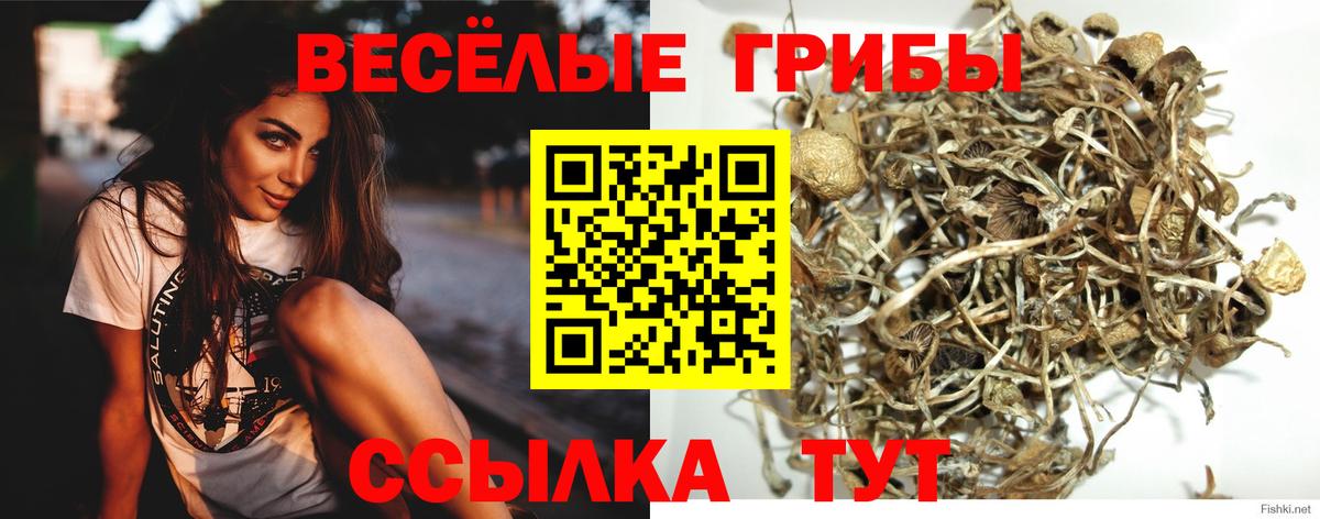 где купить наркоту  Галлюциногенные грибы прущие грибы  Вход с VPN  Владивосток 